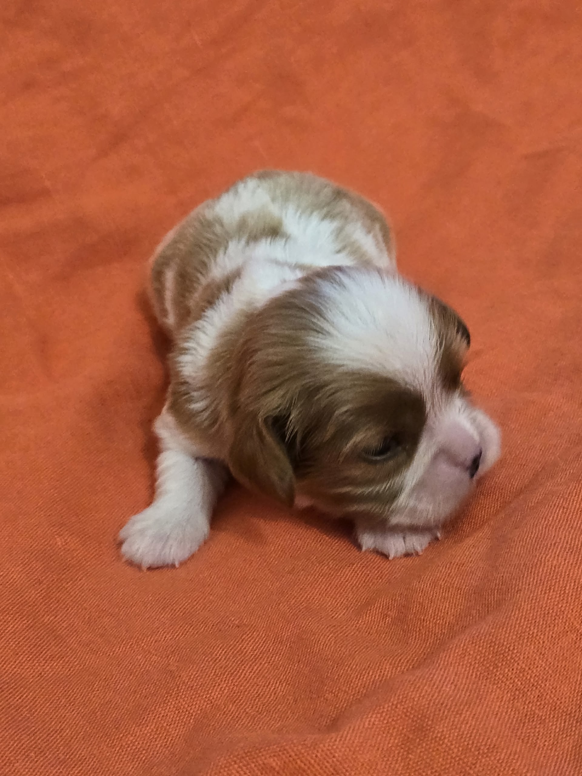 tatinas-kavaler-pitomnik-kavaler-king-charlz-spanielej-prodaga-shhenka-4