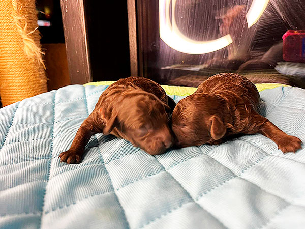 toy-pudel-prodazha-shchenka