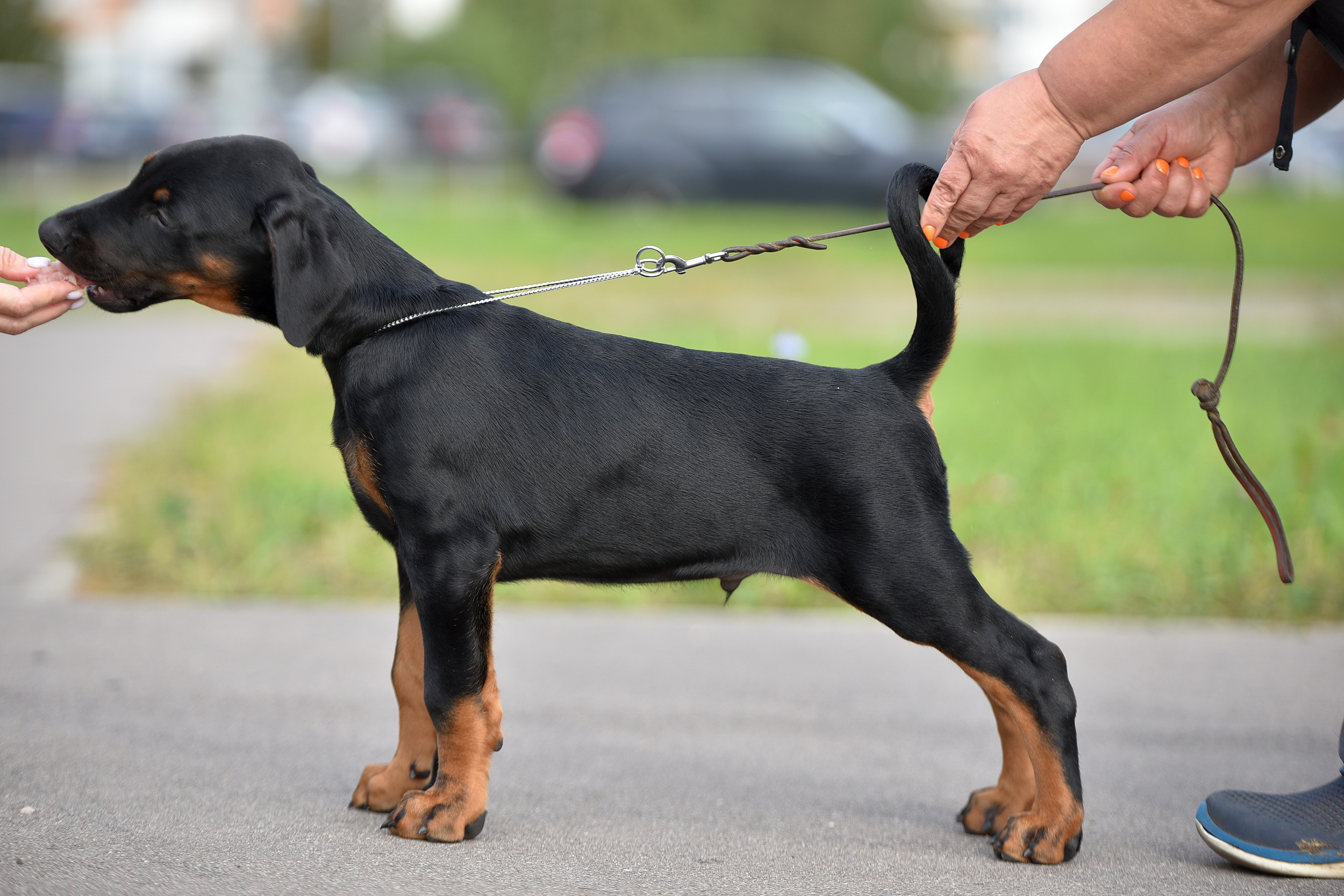 vivat-de-vinko-pitomnik-dobermanov-kupit-shhenkov-