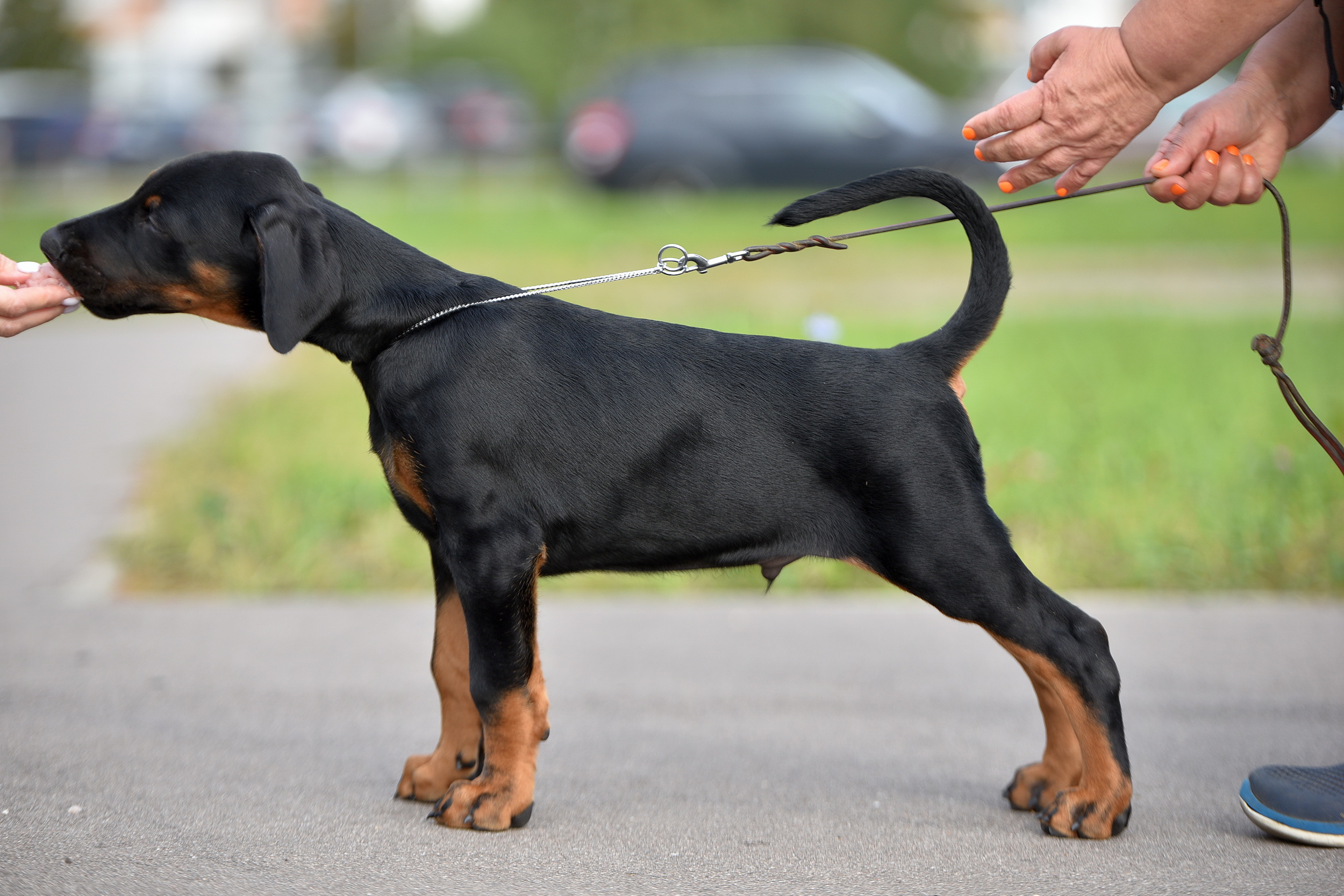 vivat-de-vinko-pitomnik-dobermanov-prodaga-shhenka