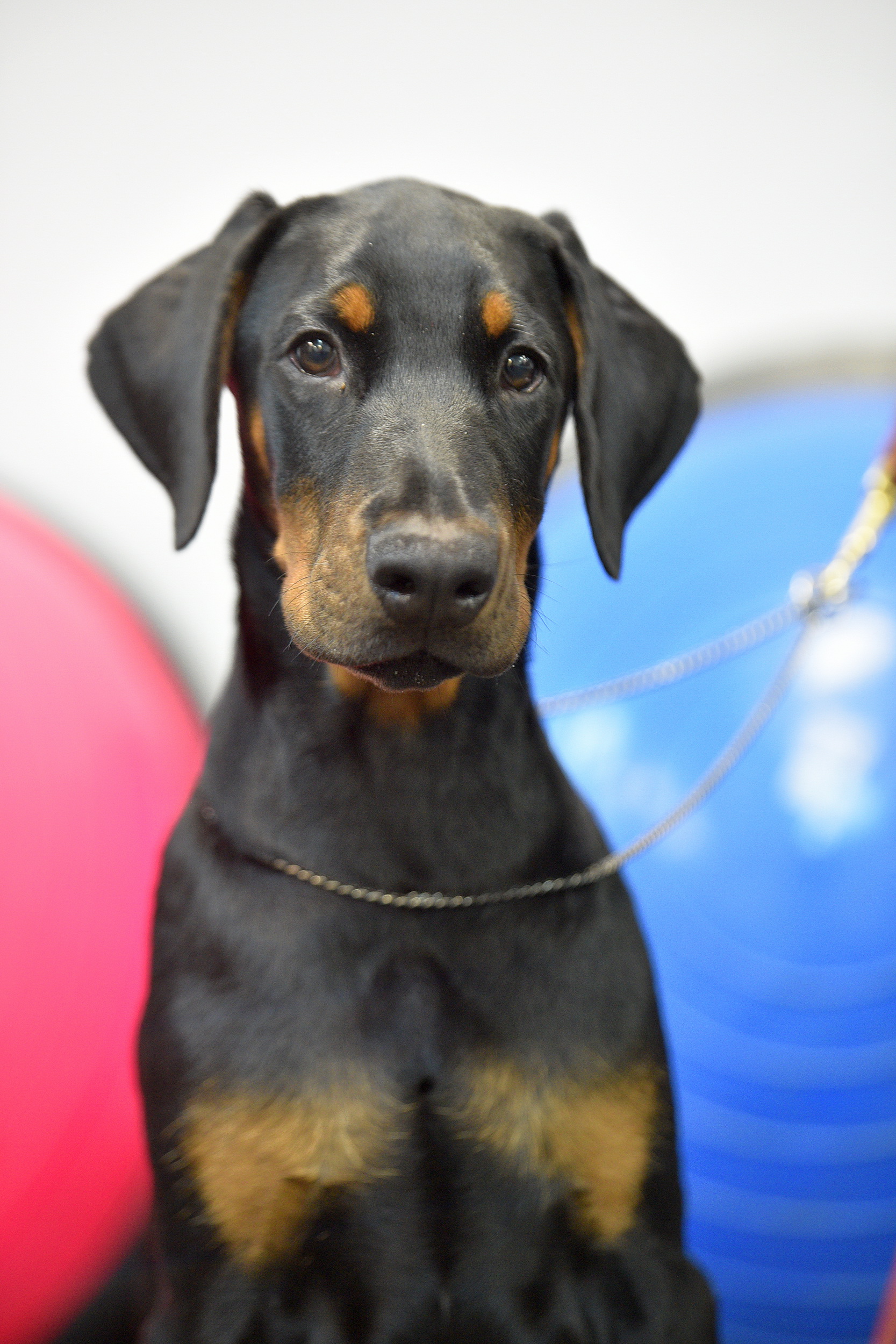 vivat-de-vinko-pitomnik-dobermanov-prodaga-shhenkov-1