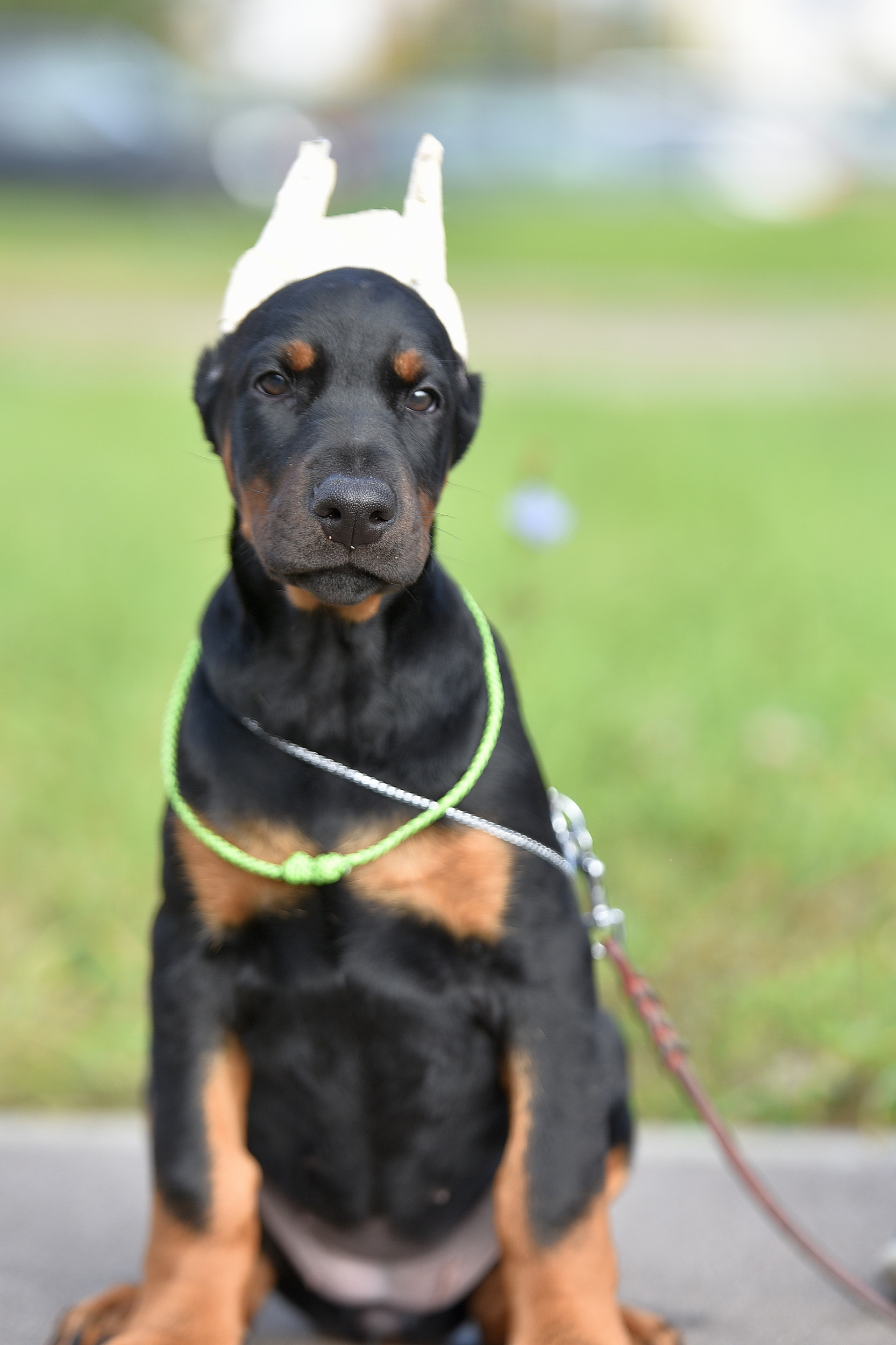 vivat-de-vinko-pitomnik-dobermanov-prodaga-shhenkov-2