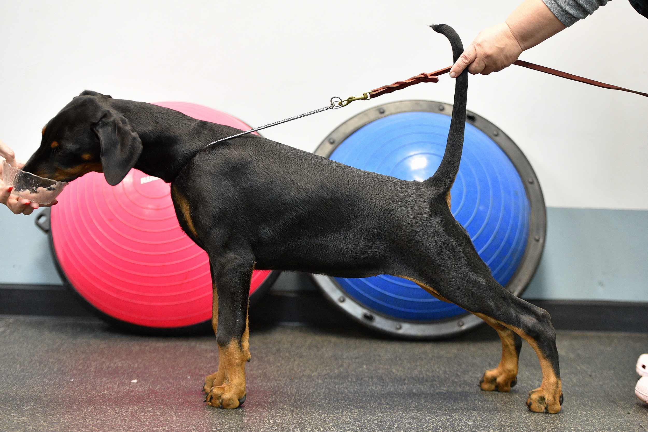 vivat-de-vinko-pitomnik-dobermanov-prodaga-shhenkov