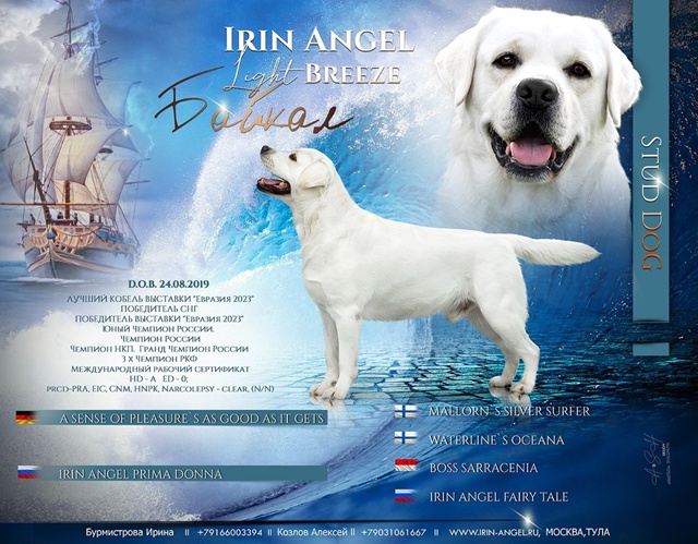 vjazka-Irin-Angel-pitomnik-labradorov-prodaga-shhenkov