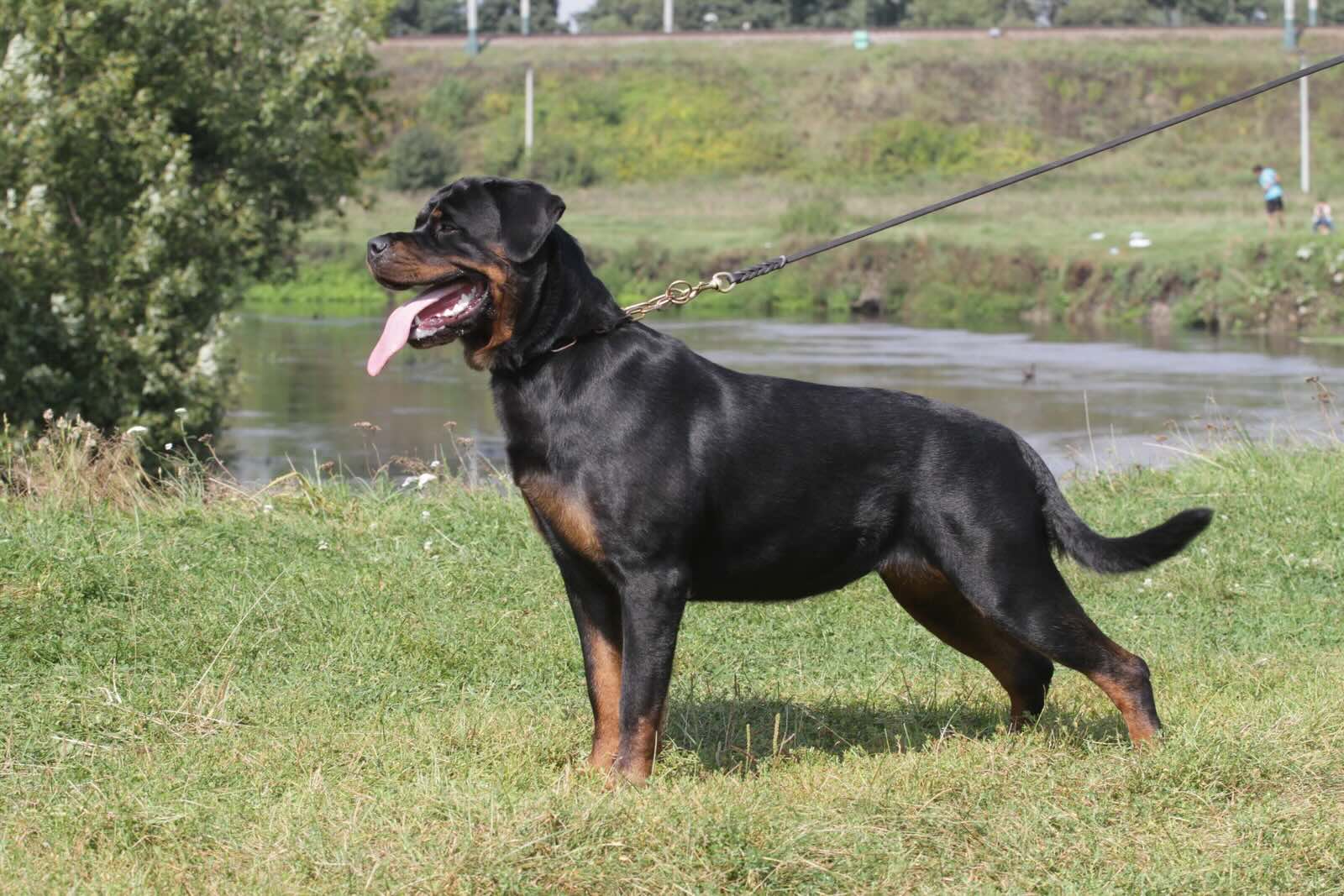 zavodchik-rus-rph-nekar-rotveiler-kupit-shenka