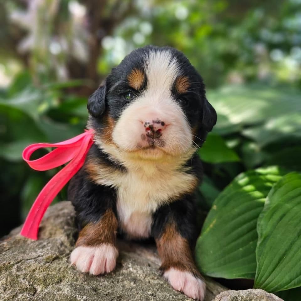 zennenhund-rossii-pitomnik-zennenhundov-prodaga-shhenkov