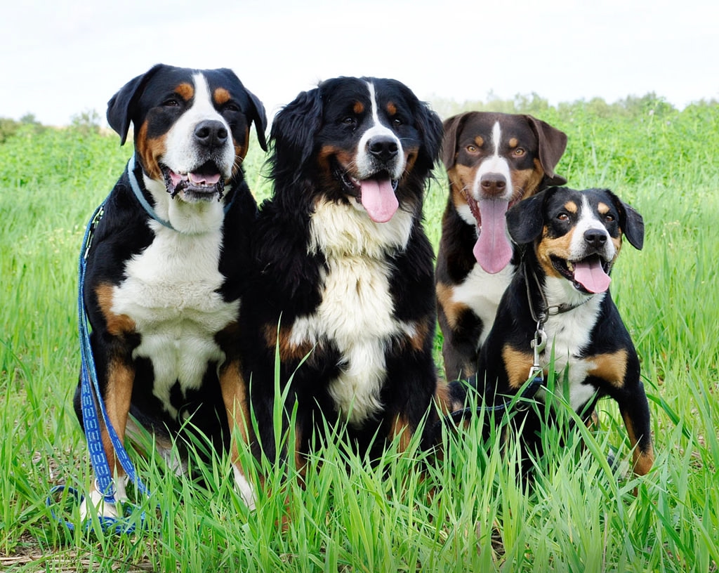 zennenhund-rossii-pitomnik-zennenhundov-prodaga-sobak