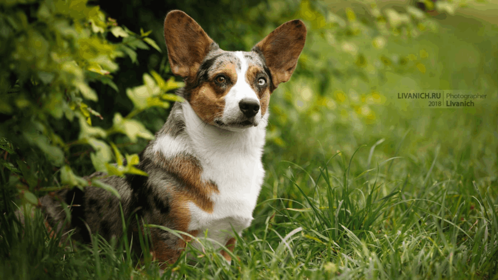 AETHWY-pitomnik-velsh-korgi-pembrok-prodaga-shhenka