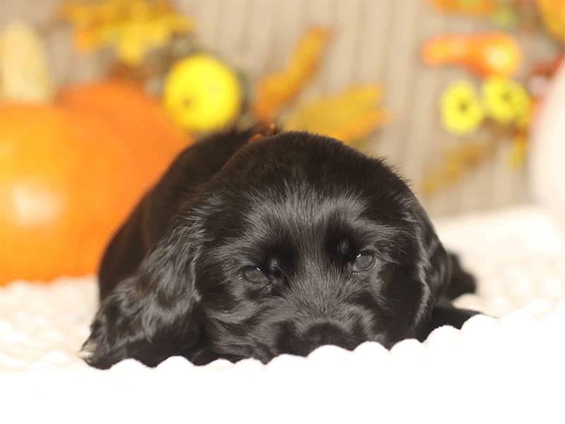 Al’fa&Gold-pitomnik-koker-spanielej-prodaga-shhenka-4