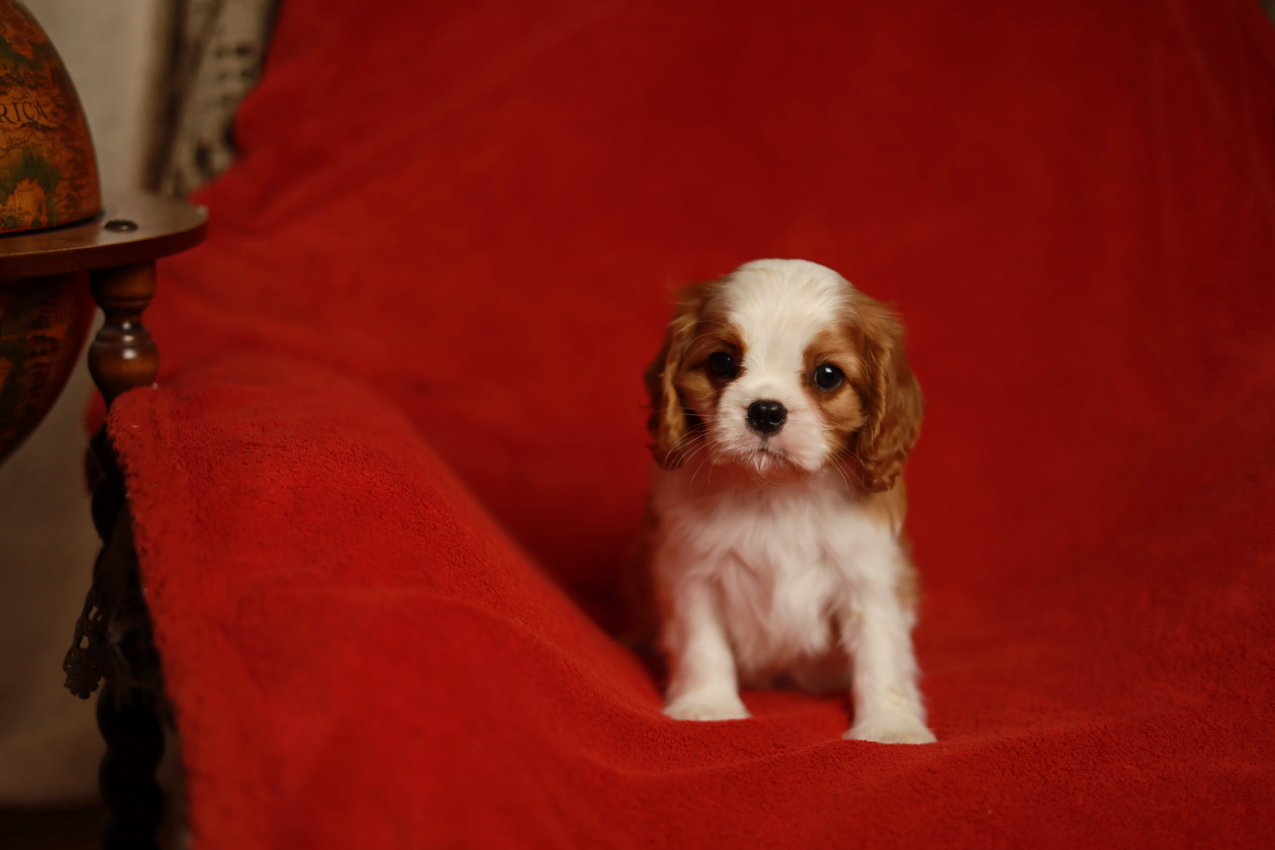 Angelgin-pitomnik-kavaler-king-charlz-spanielej-prodaga-shhenka