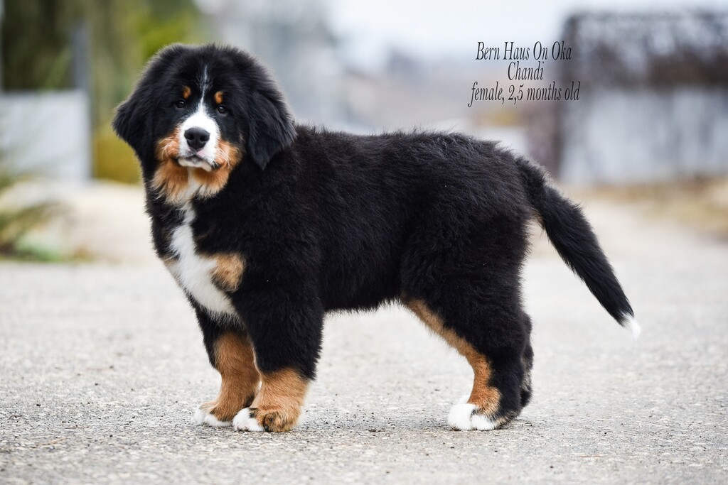 BERN-HAUS-ON- OKA-pitomnik-bernskih-zennenhundov-objavlenie-o-prodage-shhenkov-1