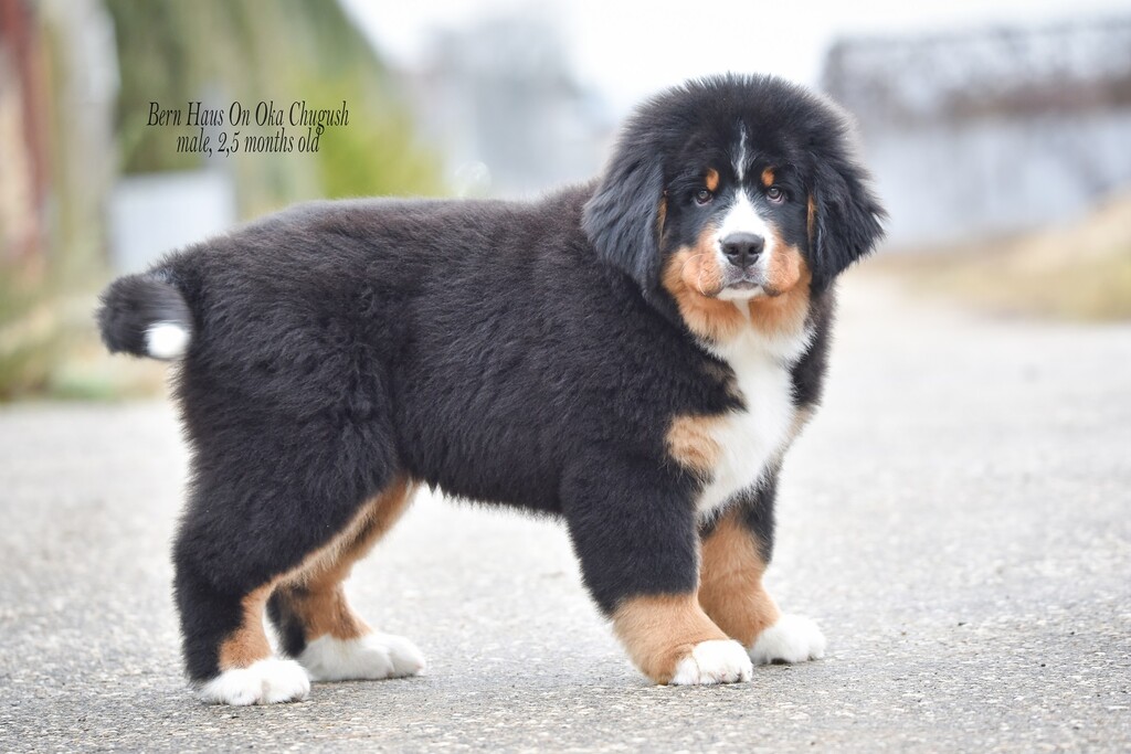 BERN-HAUS-ON- OKA-pitomnik-bernskih-zennenhundov-objavlenie-o-prodage-sobak-1