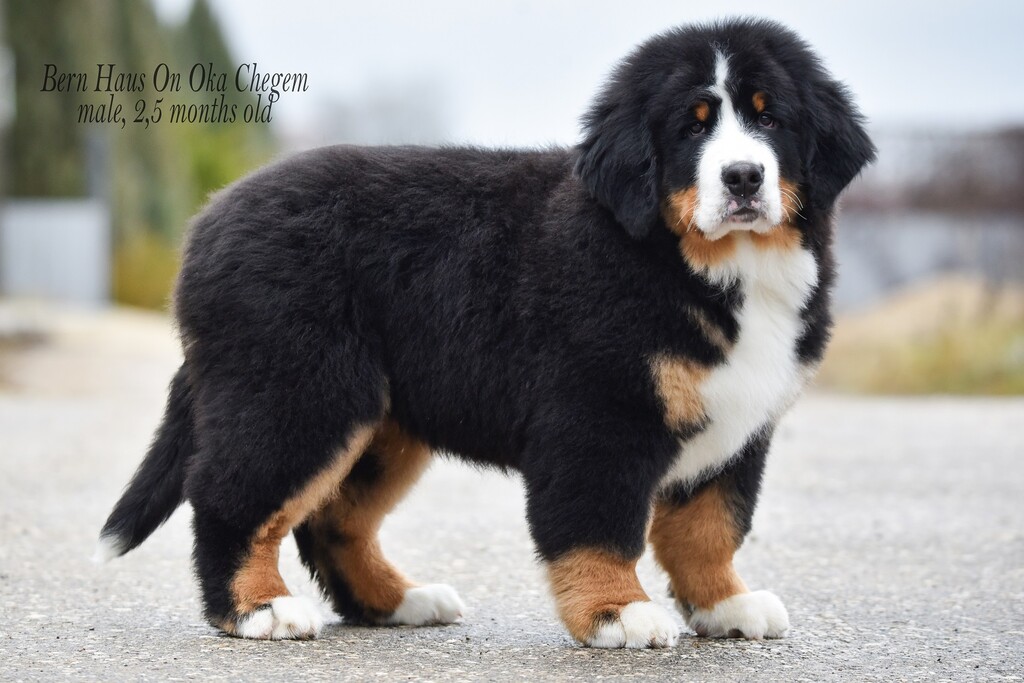 BERN-HAUS-ON- OKA-pitomnik-bernskih-zennenhundov-objavlenie-o-prodage-sobaki-3