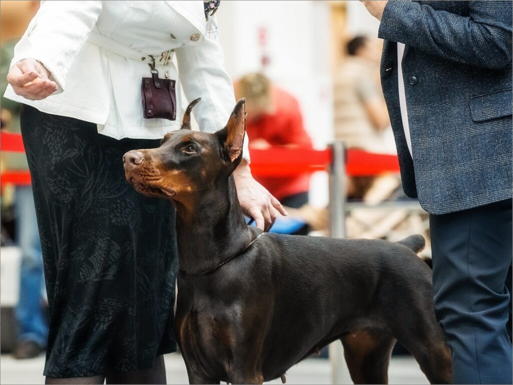 Bombastichansa-itomnik-dobermanov-prodaga-shhenka