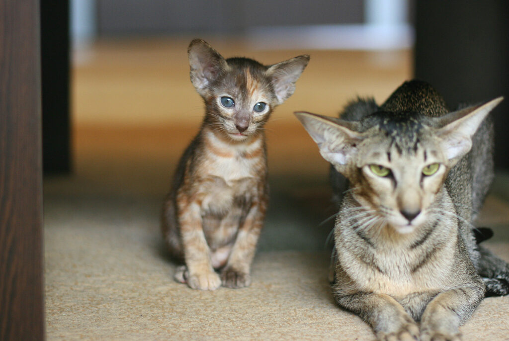 Crazy-Cat-pitomnik-siamskih-koshek-prodaga-koshki