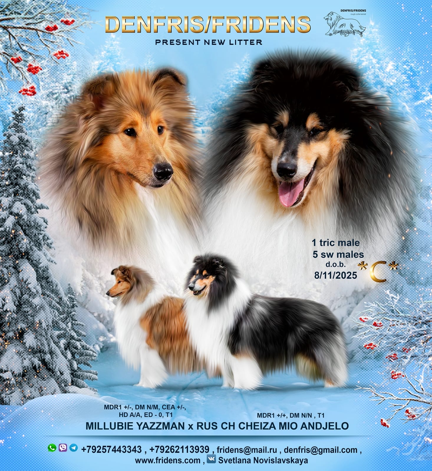 DENFRIS:FRIDENS-pitomnik-kolli-kupit-shhenka