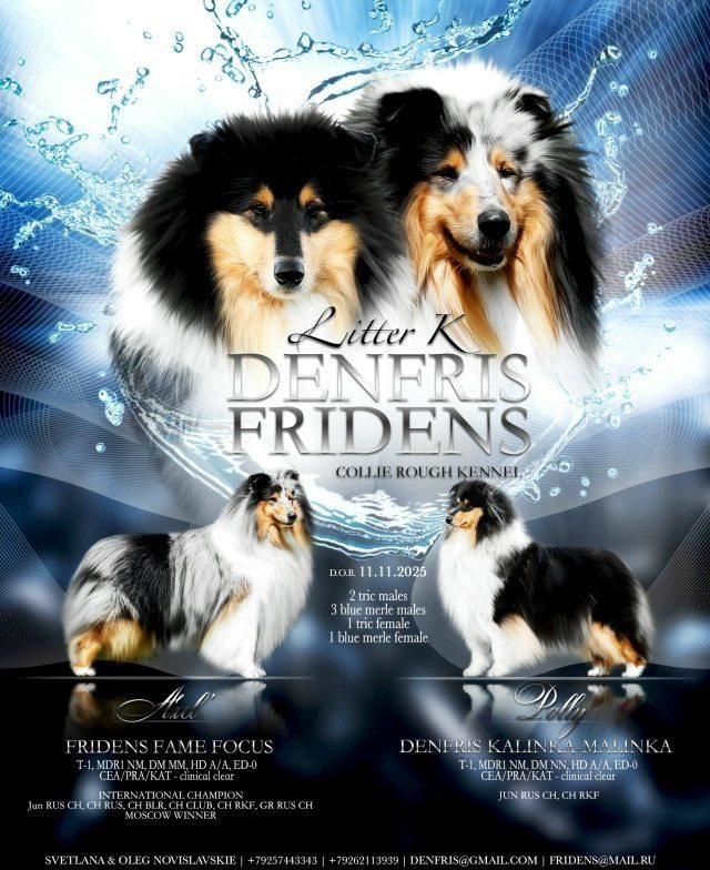 DENFRIS:FRIDENS-pitomnik-kolli-kupit-shhenkov