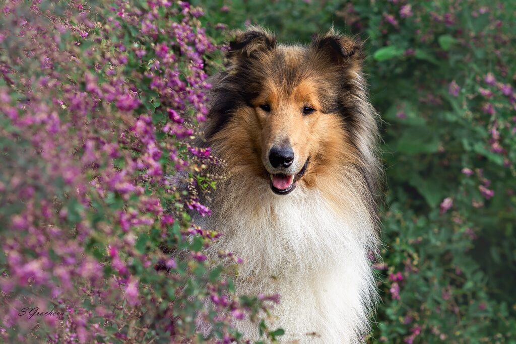 DENFRIS:FRIDENS-pitomnik-kolli-prodaga-sobaki