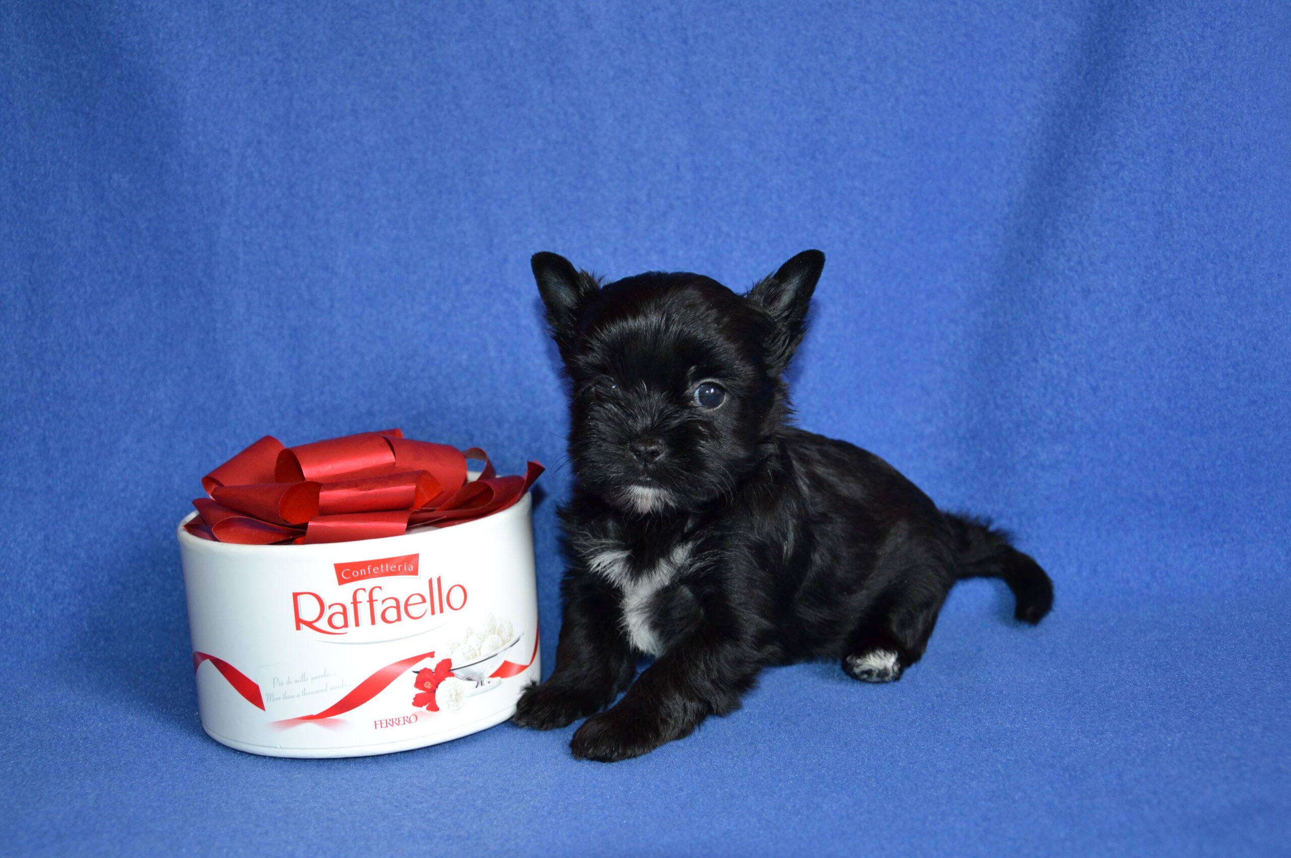 Feeriya-Magic-pitomnik-amerikanskogo-gologo-terera-kupit-shhenka