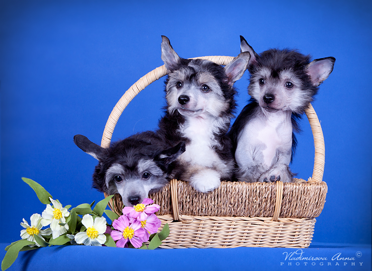 Feeriya-Magic-pitomnik-amerikanskogo-gologo-terera-kupit-shhenka