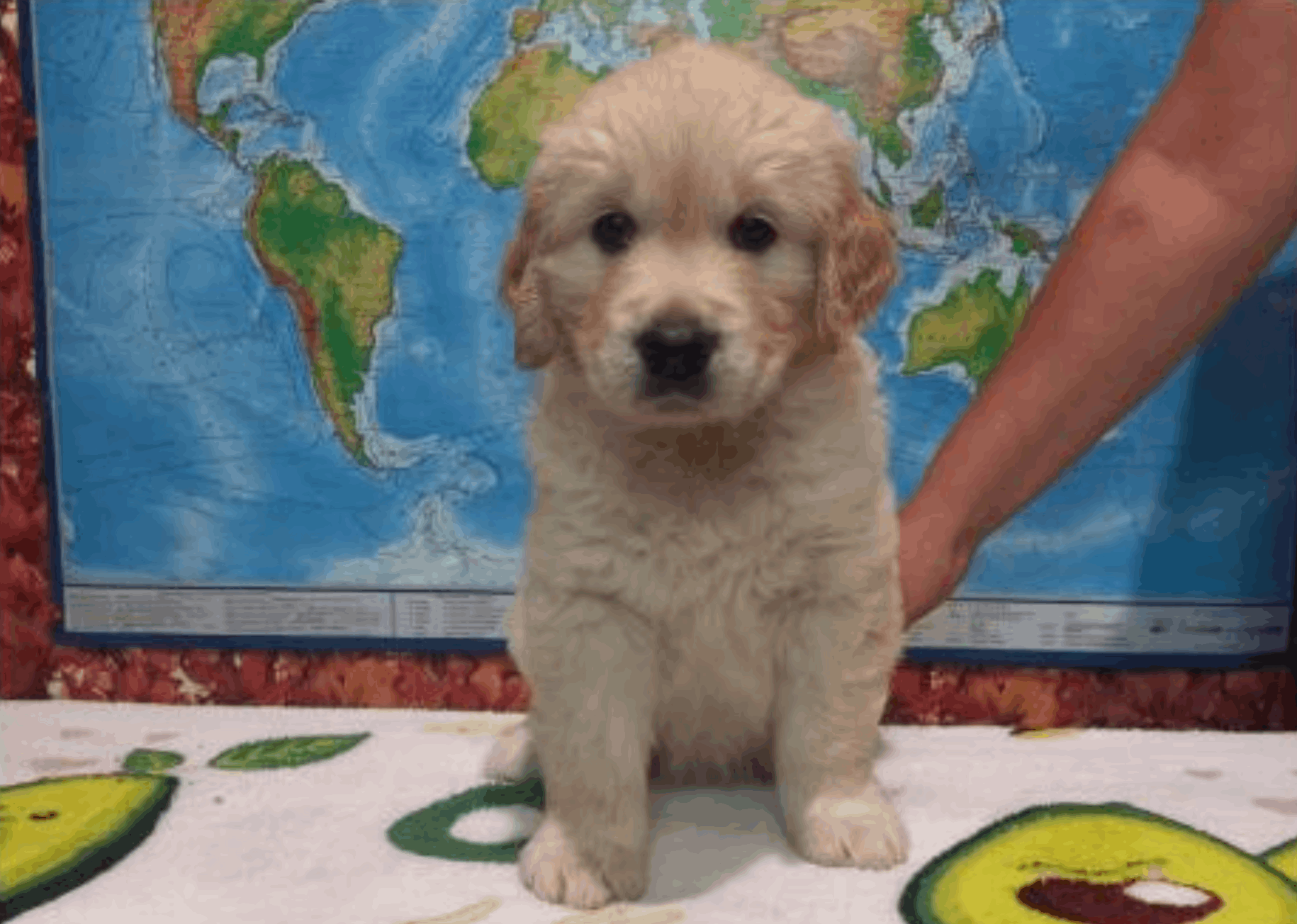 Golberry-pitomnik-zolotistih-retriverov-prodaga-shhenkov