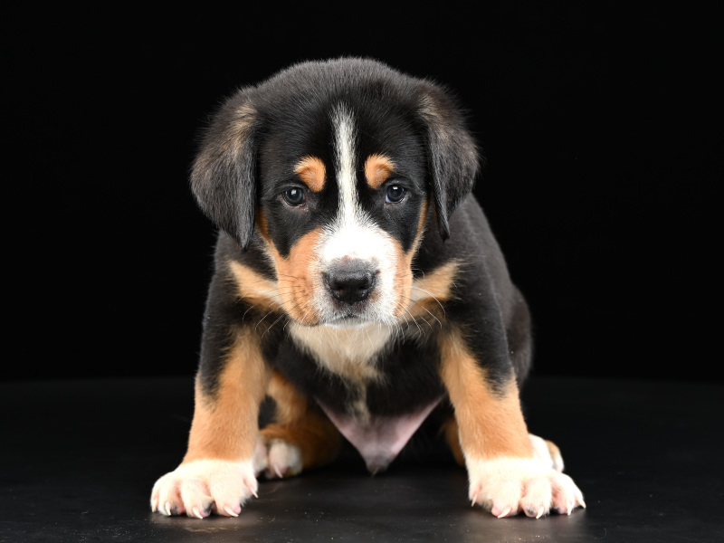 Grand-Brilliant-pitomnik-bernskih-zennenhundov-prodaga-shhenkov-1