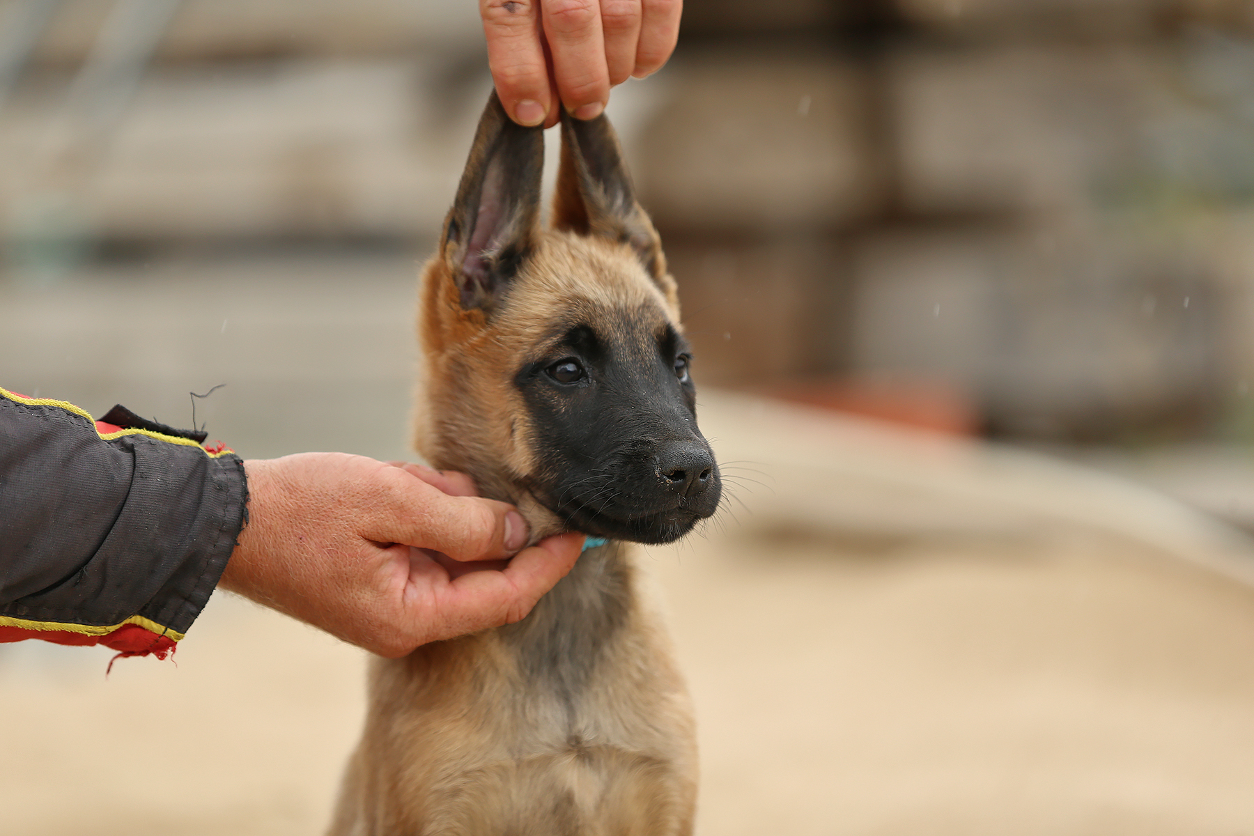 Karvidean-pitomnik-nemeckih-ovcharok-kupit-shhenka