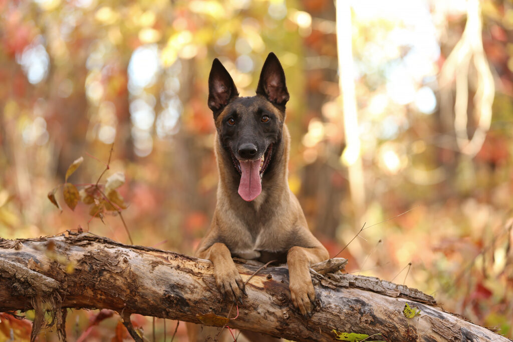 Karvidean-pitomnik-nemeckih-ovcharok-kupit-shhenka