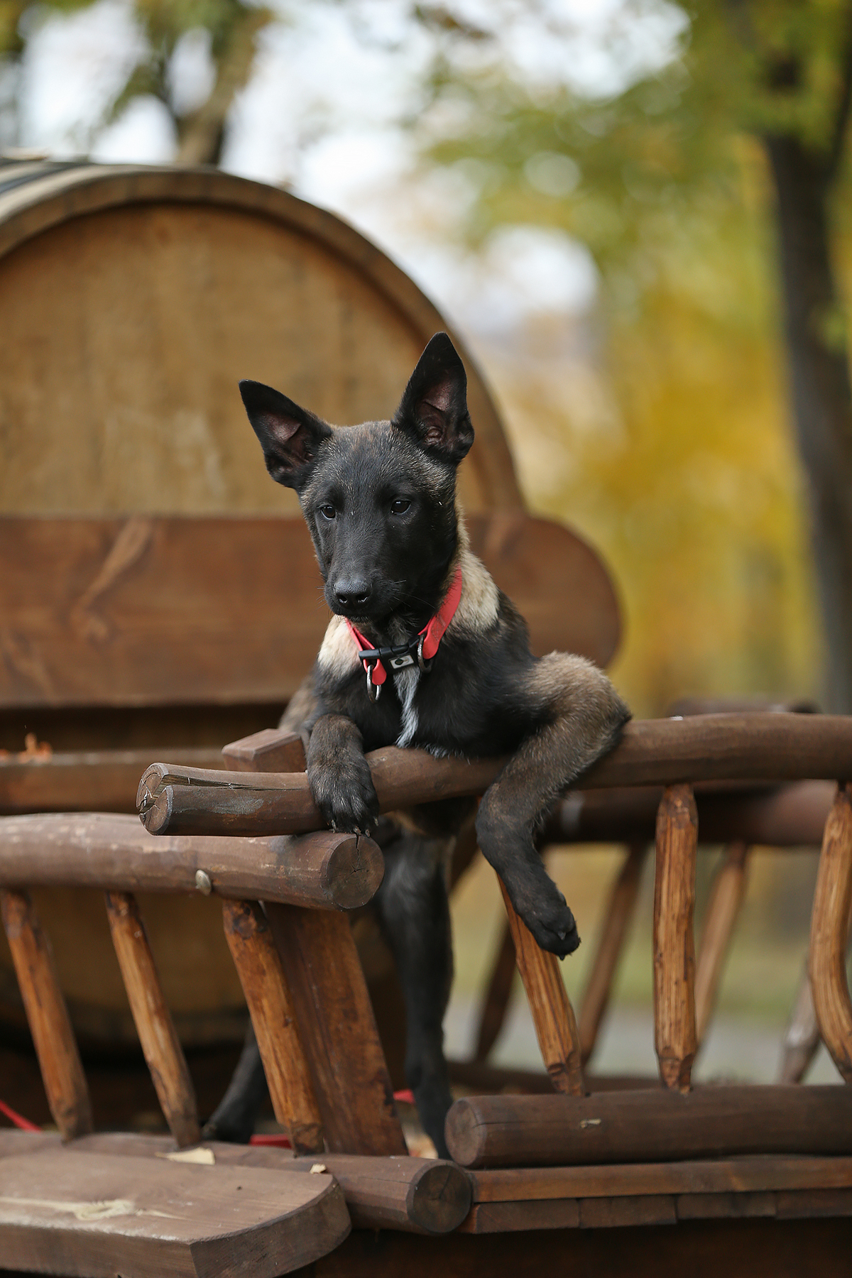Karvidean-pitomnik-nemeckih-ovcharok-prodaga-shhenka-1