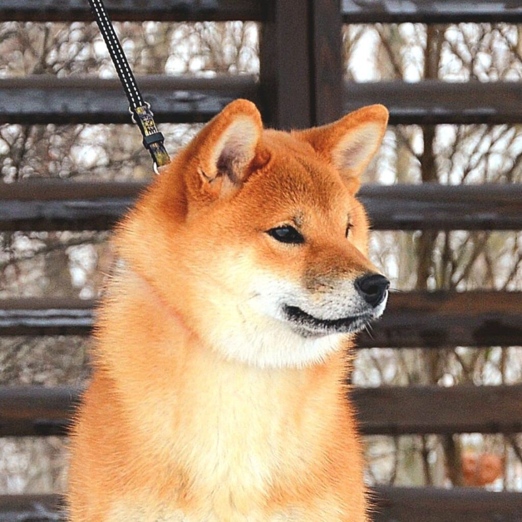 Khanagata-Emar-pitomnik-siba-inu-prodaga-shhenka