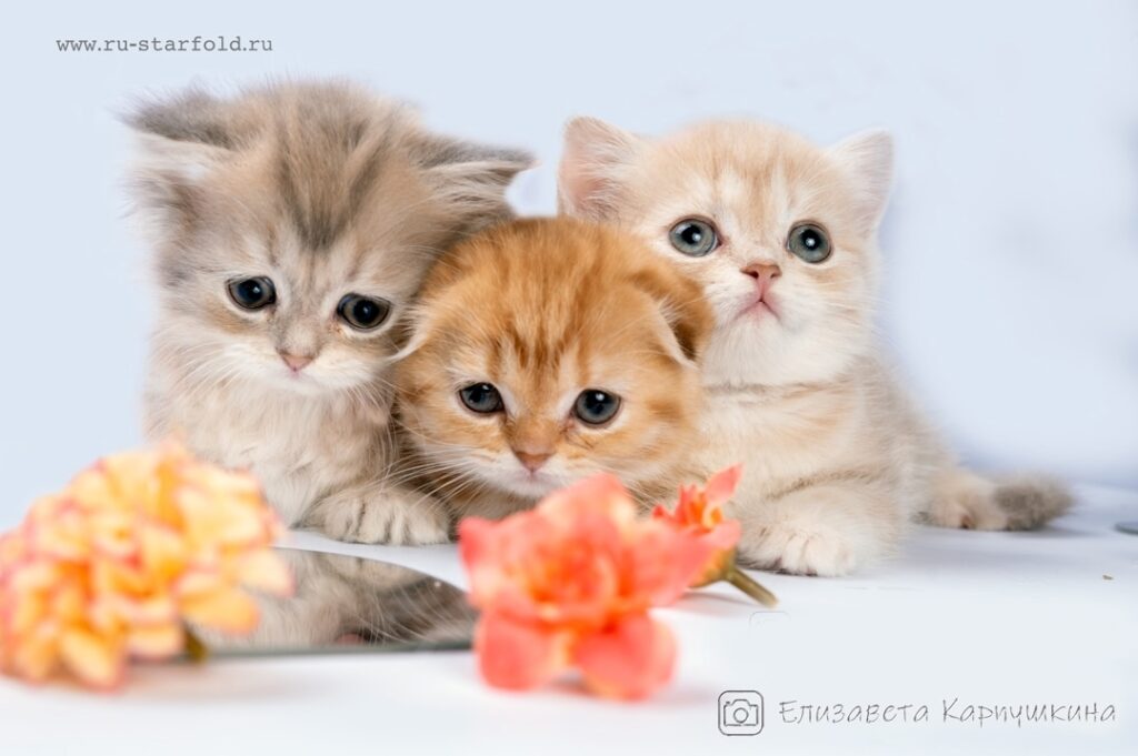 Kroshka-Enot-pitomnik-shotlandskih-koshek-prodaga-kota