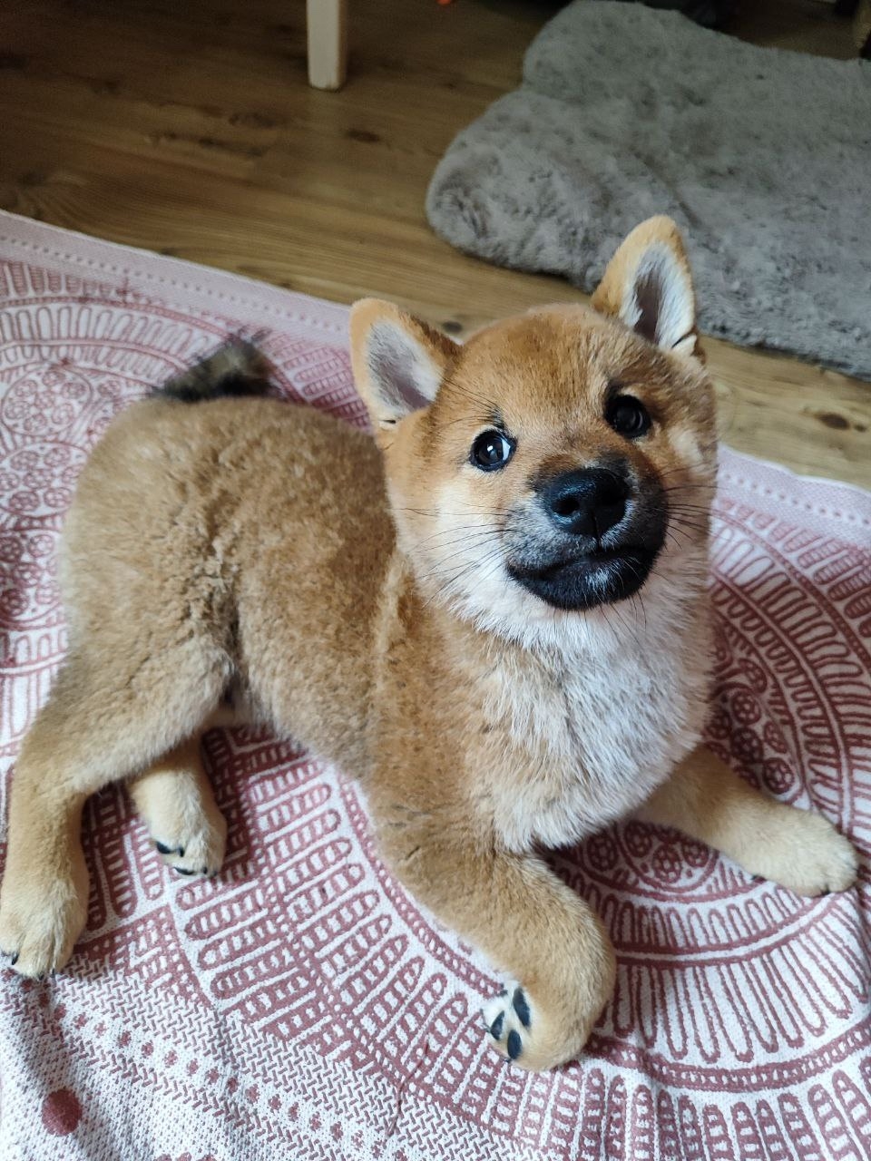 Kumiko-Yoshi-pitomnik-siba-inu-kupit-shhenka