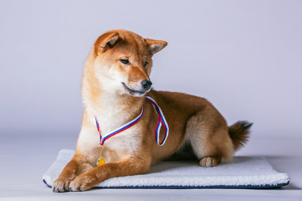 Kumiko-Yoshi-pitomnik-siba-inu-kupit-shhenkov-1