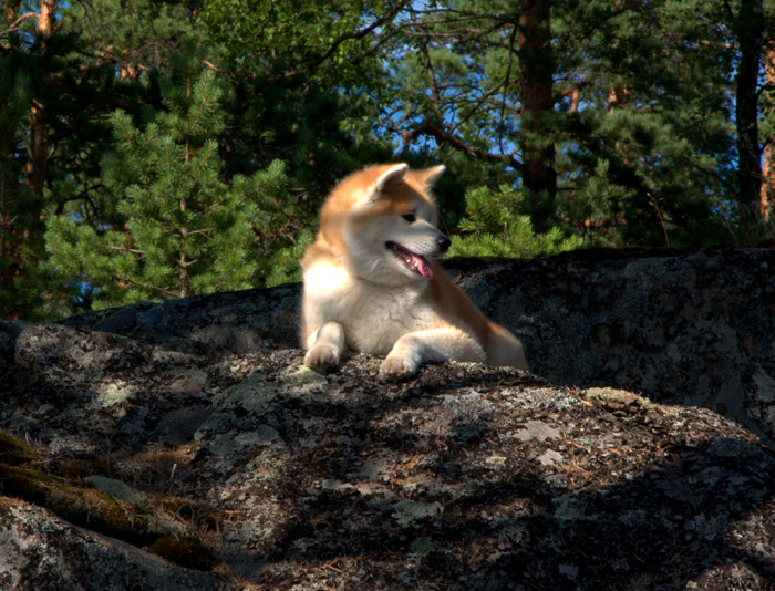 LAVR -DE-DIOS-pitomnik-siba-inu-prodaga-shhenka