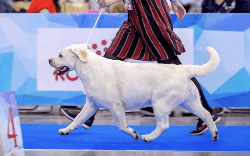 Lab’SPb-pitomnik-labradorov-prodaga-shhenka