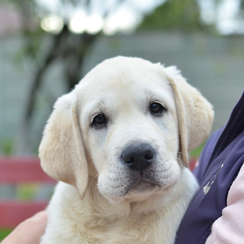 Lab’SPb-pitomnik-labradorov-prodaga-shhenkov