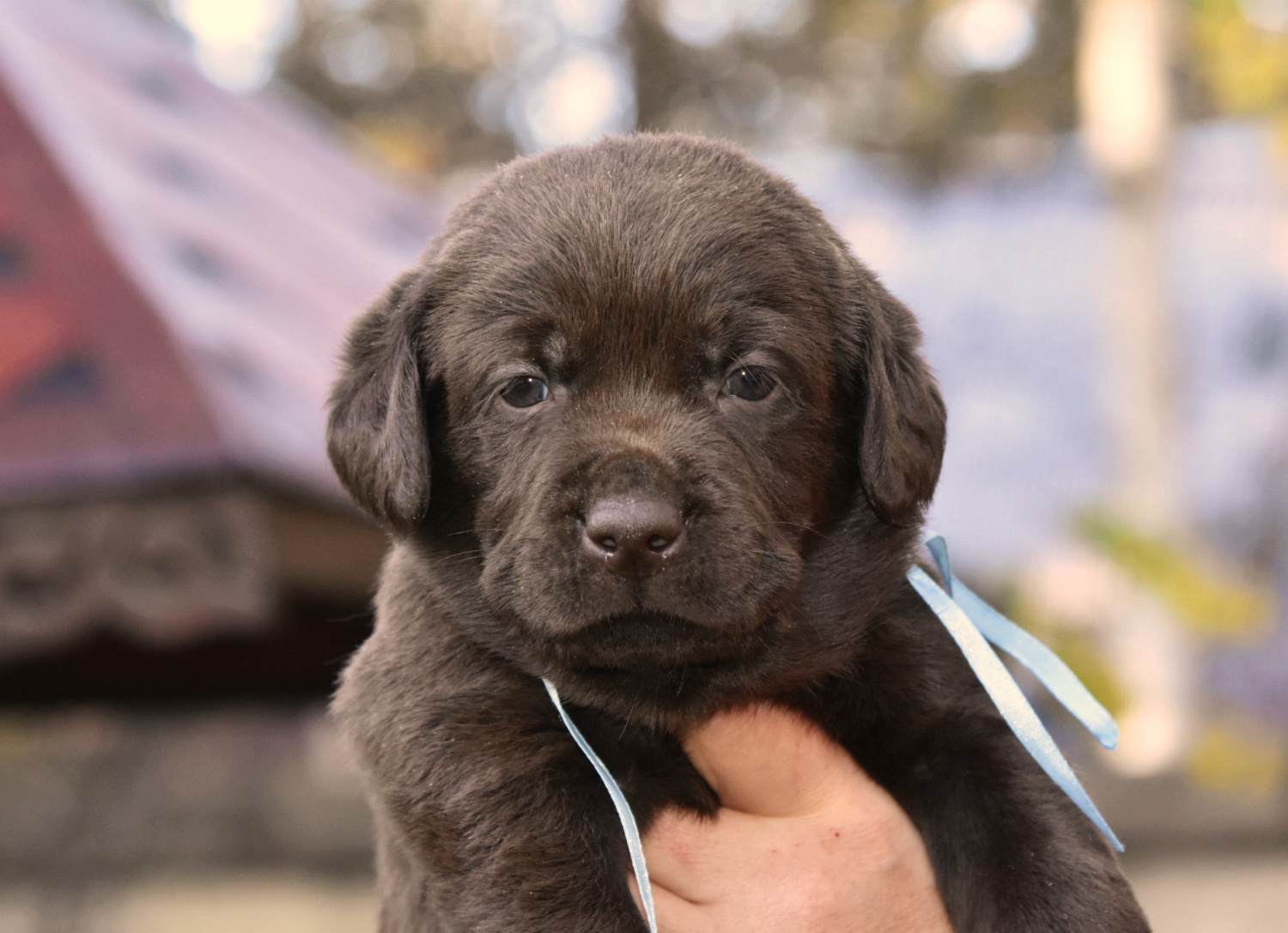 Labry-Berry-pitomnik-labradorov-prodaga-shhenka