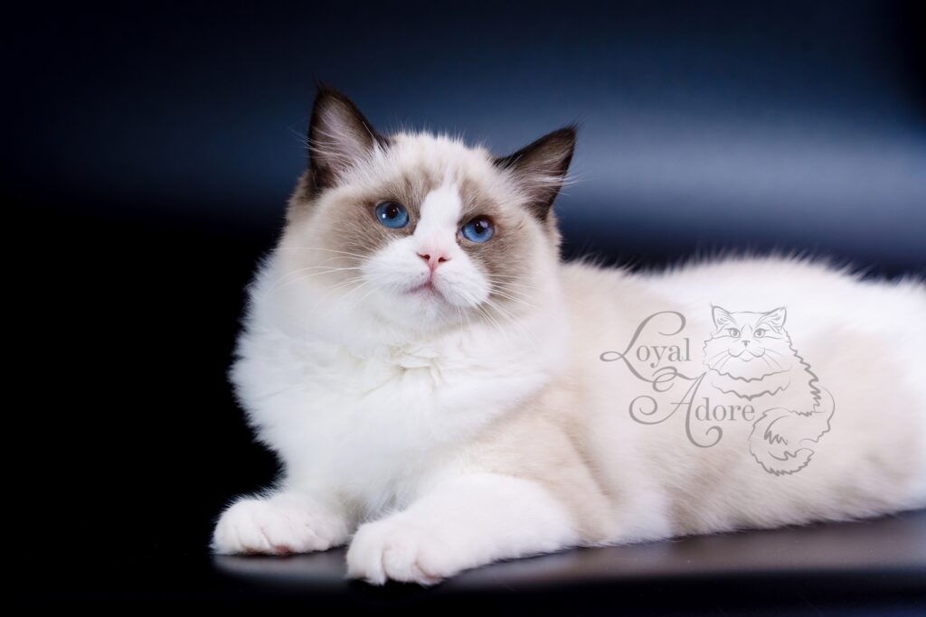 Loyal-Adore-pitomnik-regdollov-prodaga-kotjat
