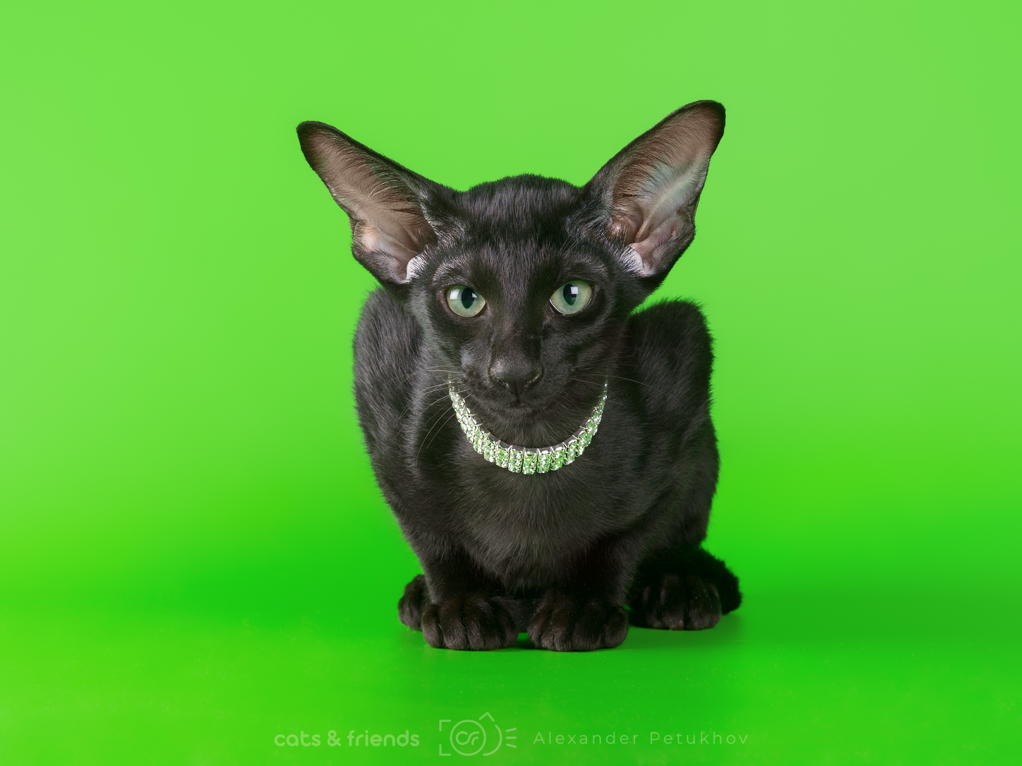 Magic-Familiars-pitomnik-orientalnih-koshek-proaga-kotjat