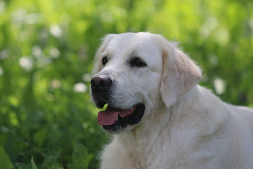 NORTHSTREAM-pitomnik-zolotistih-retriverov-prodaga-sobak