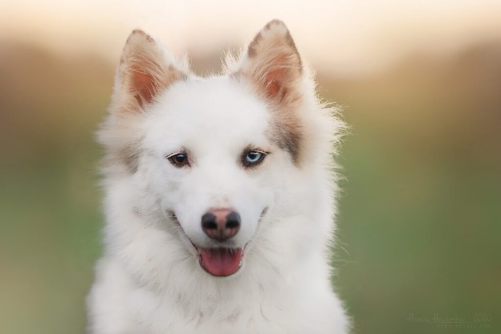 Rundogs-pitomnik-samoedskih-sobak-prodaga-sobak-2