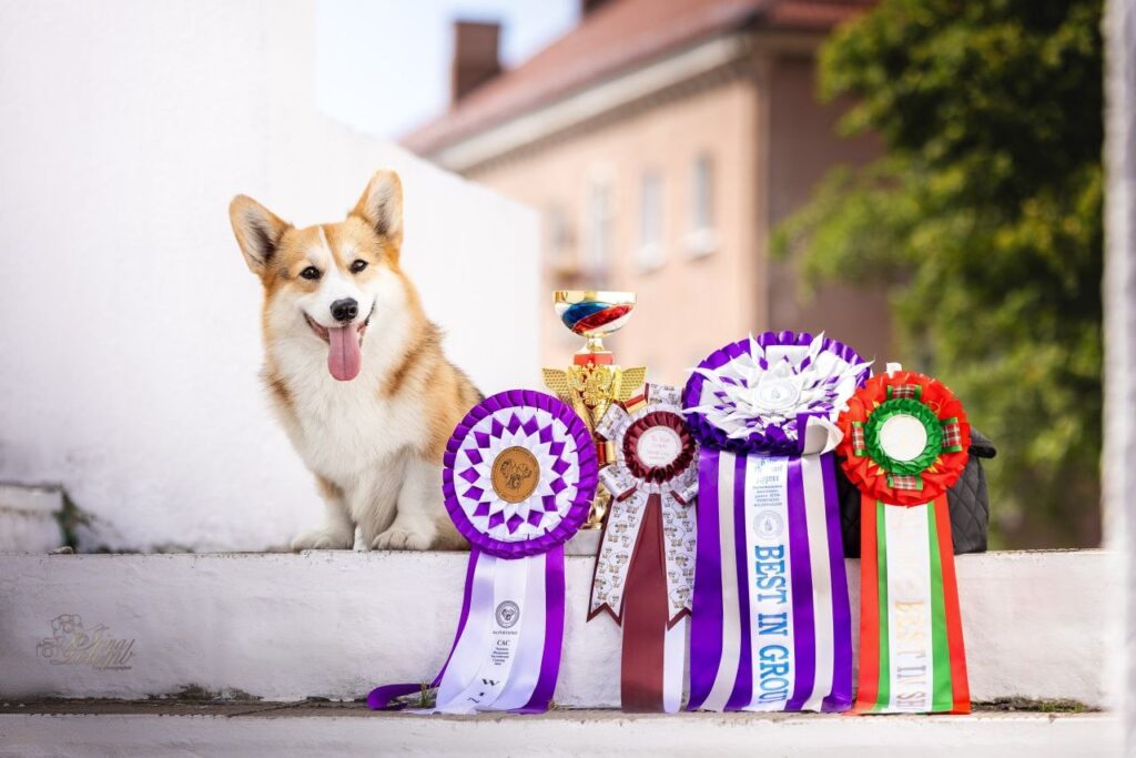 Sagy-Dakhmardak-pitomnik-velsh-korgi-pembrok-kupit-shhenkov