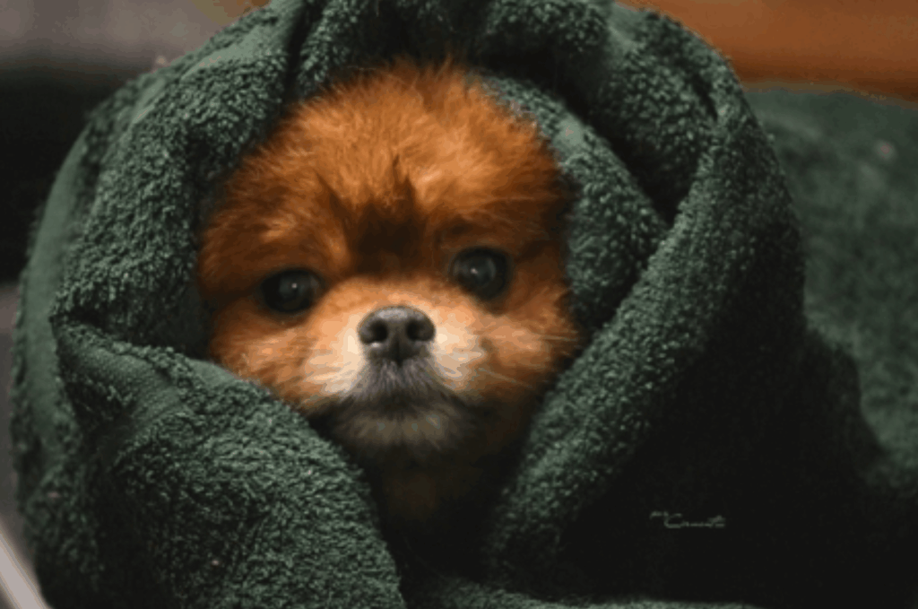 Snou-Mirekl-pitomnik-pomeranskih-shpicev-prodaga-shhenka