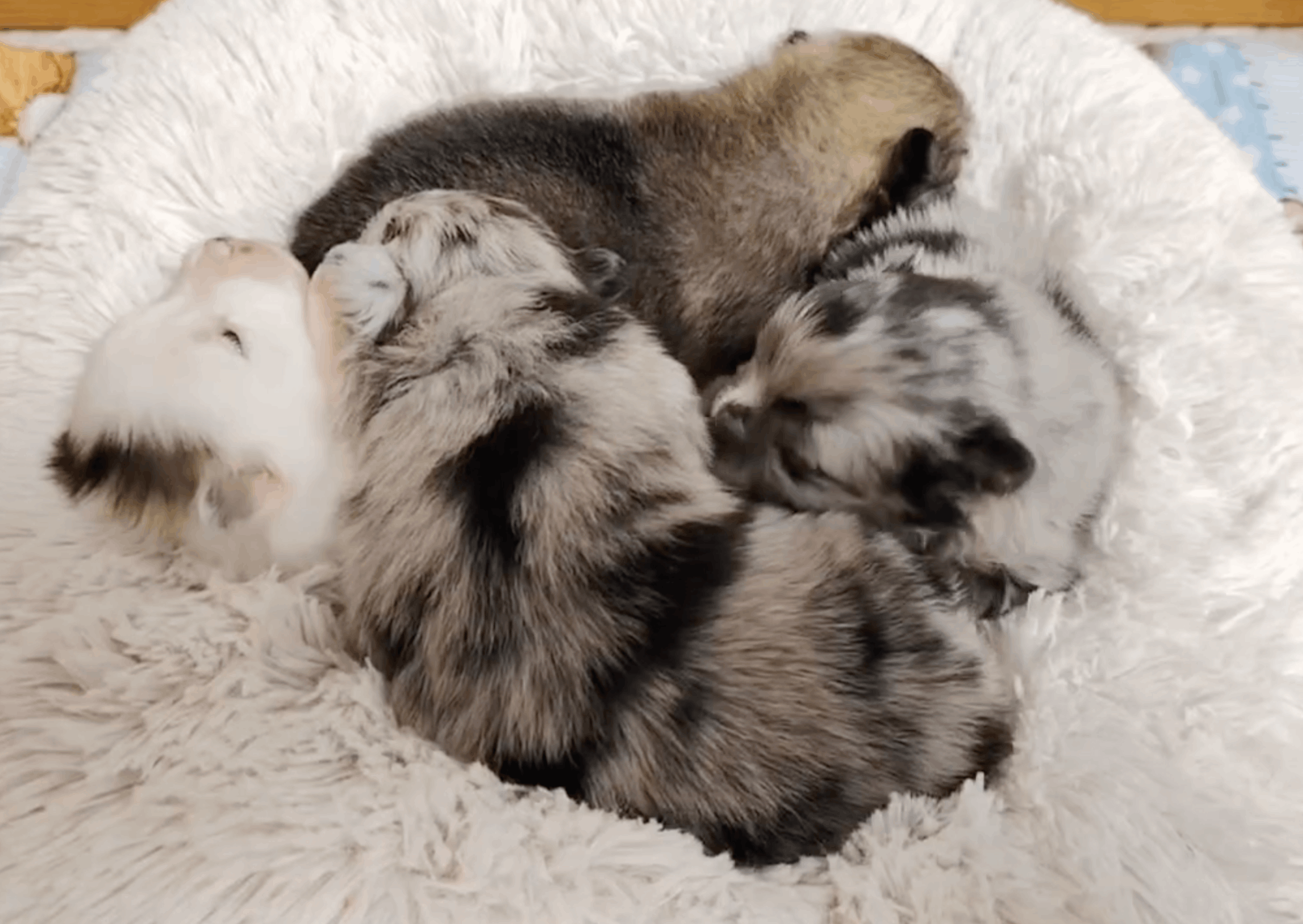 Solar-Joy-itomnik-pomeranskih-shpicev-prodaga-shhenka