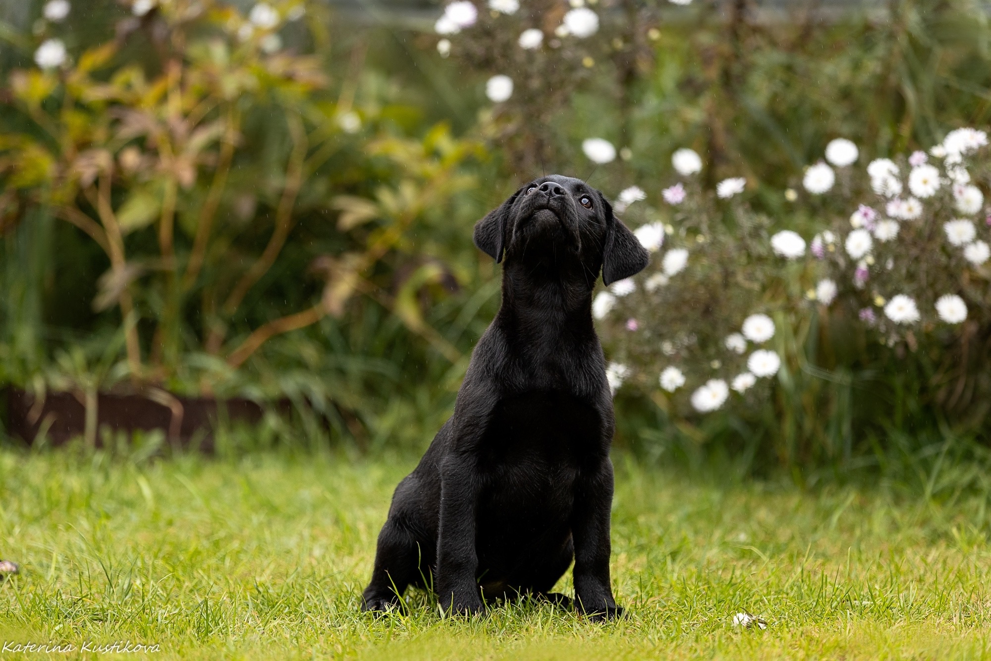 Starlit-Sharm-pitomnik-labradorov-prodaga-shhenka
