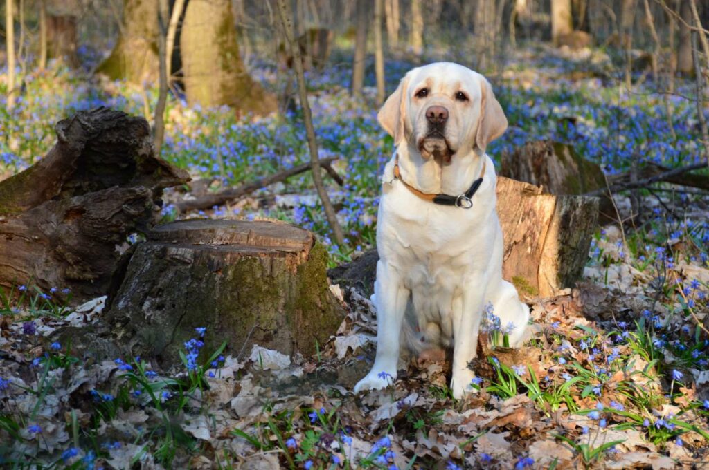 Tillithale-pitomnik0labradorov-kupit-shhenkov