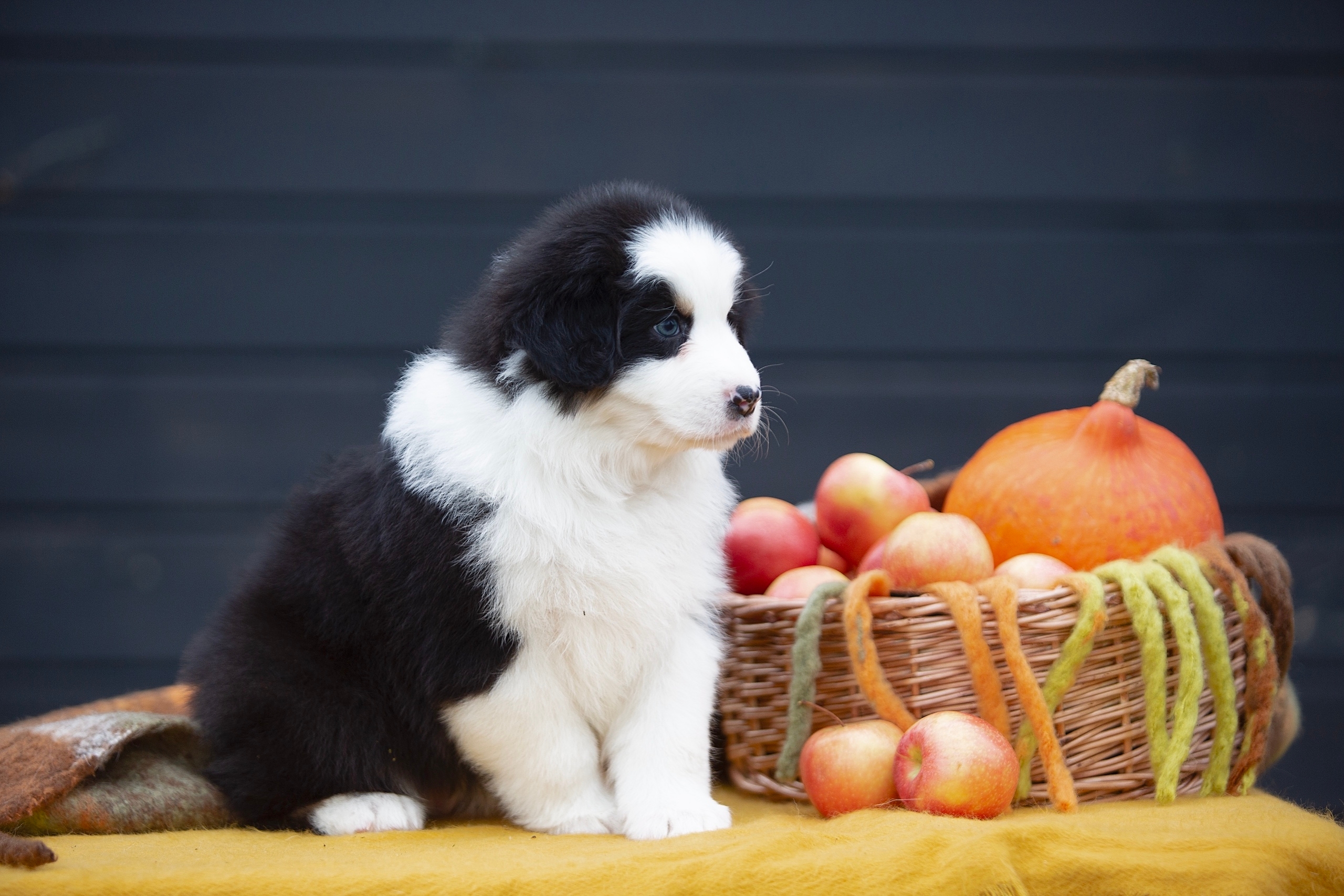 TripleMoon-pitomnik-aussi-prodaga-shhenka