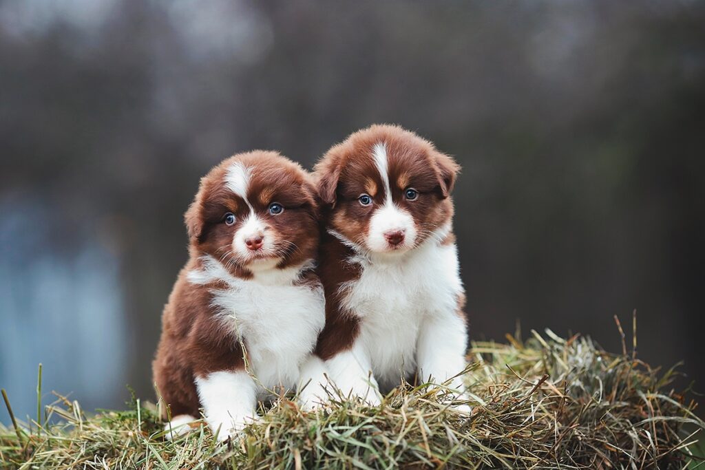 TripleMoon-pitomnik-aussi-prodaga-sobak