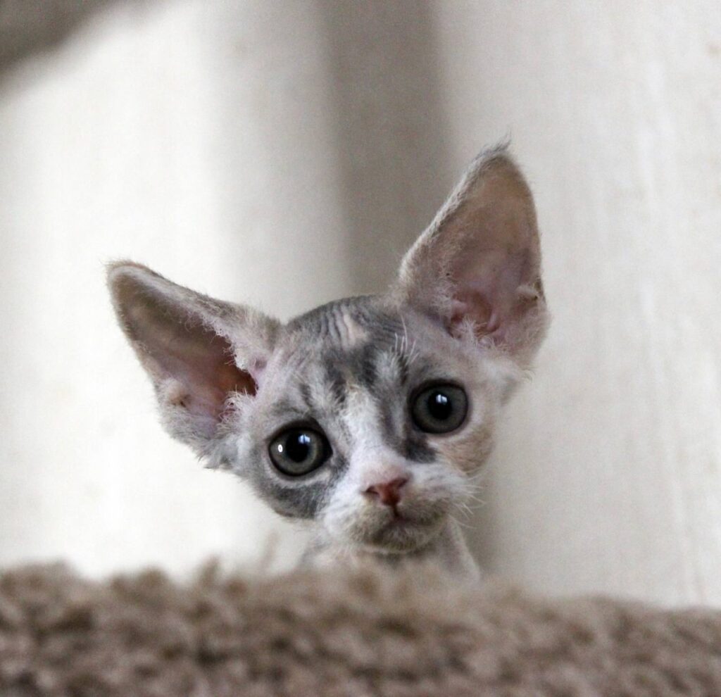 VENMAIER’S-pitomnik-devon-reksov-prodaga-kotjat-1