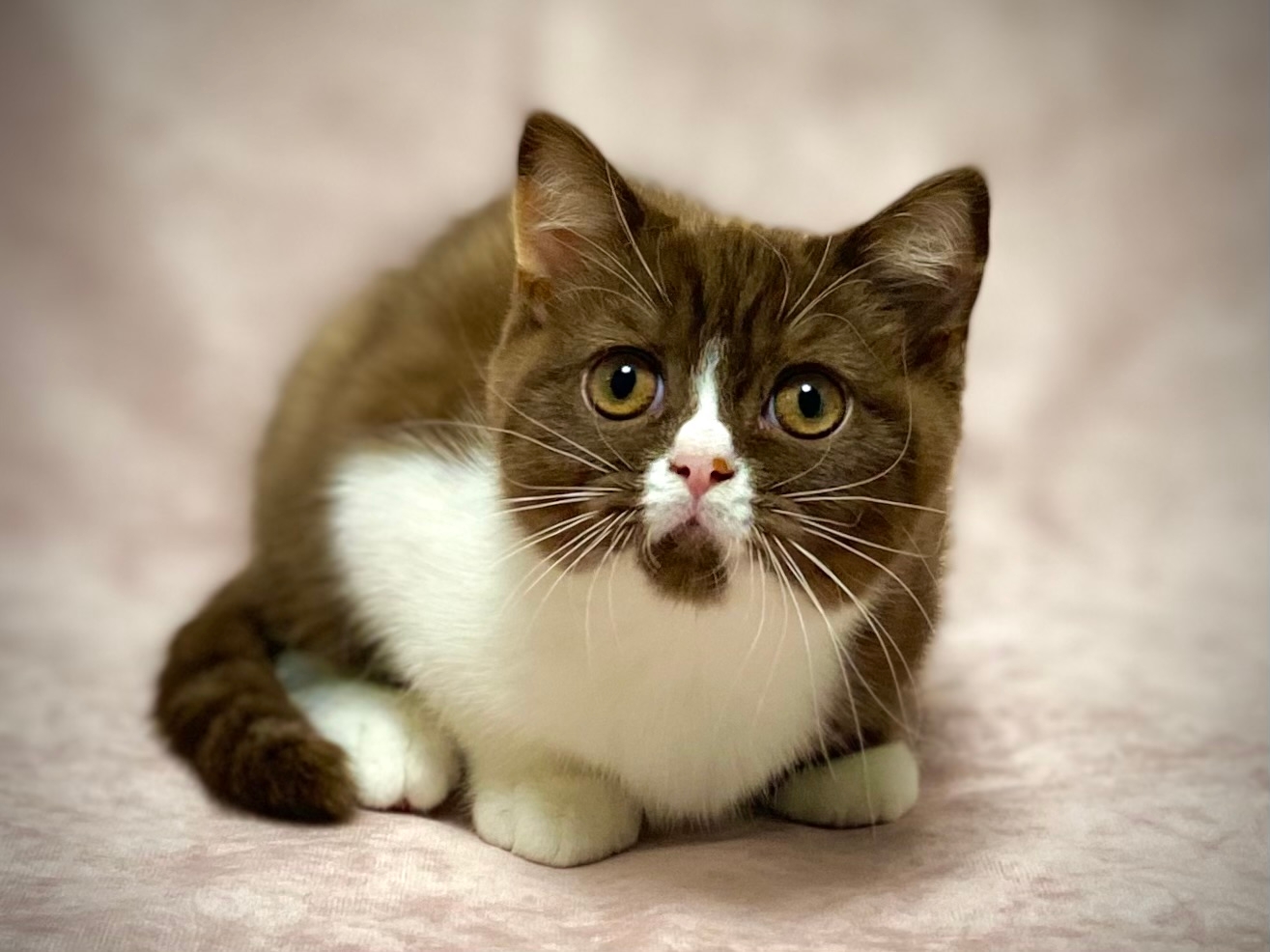 Veksel’&-Plush-tribe-itomnik-britanskih-koshek-prodaga-kota